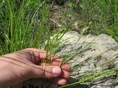 Carex oligocarpa