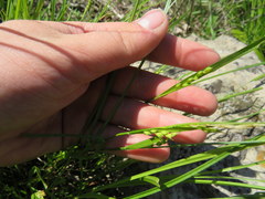Carex oligocarpa