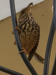 Campylorhynchus zonatus