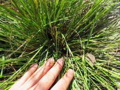 Carex oligocarpa