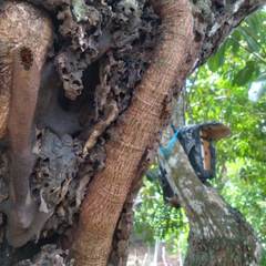 Nannotrigona testaceicornis