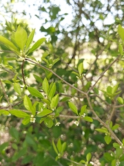 Ilex ambigua