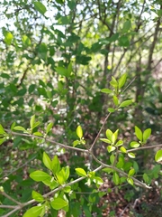 Ilex ambigua
