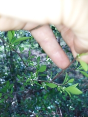 Ilex ambigua