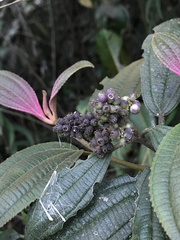 Miconia cataractae