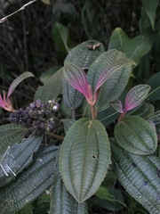 Miconia cataractae