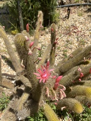 Cleistocactus