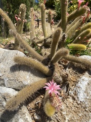 Cleistocactus
