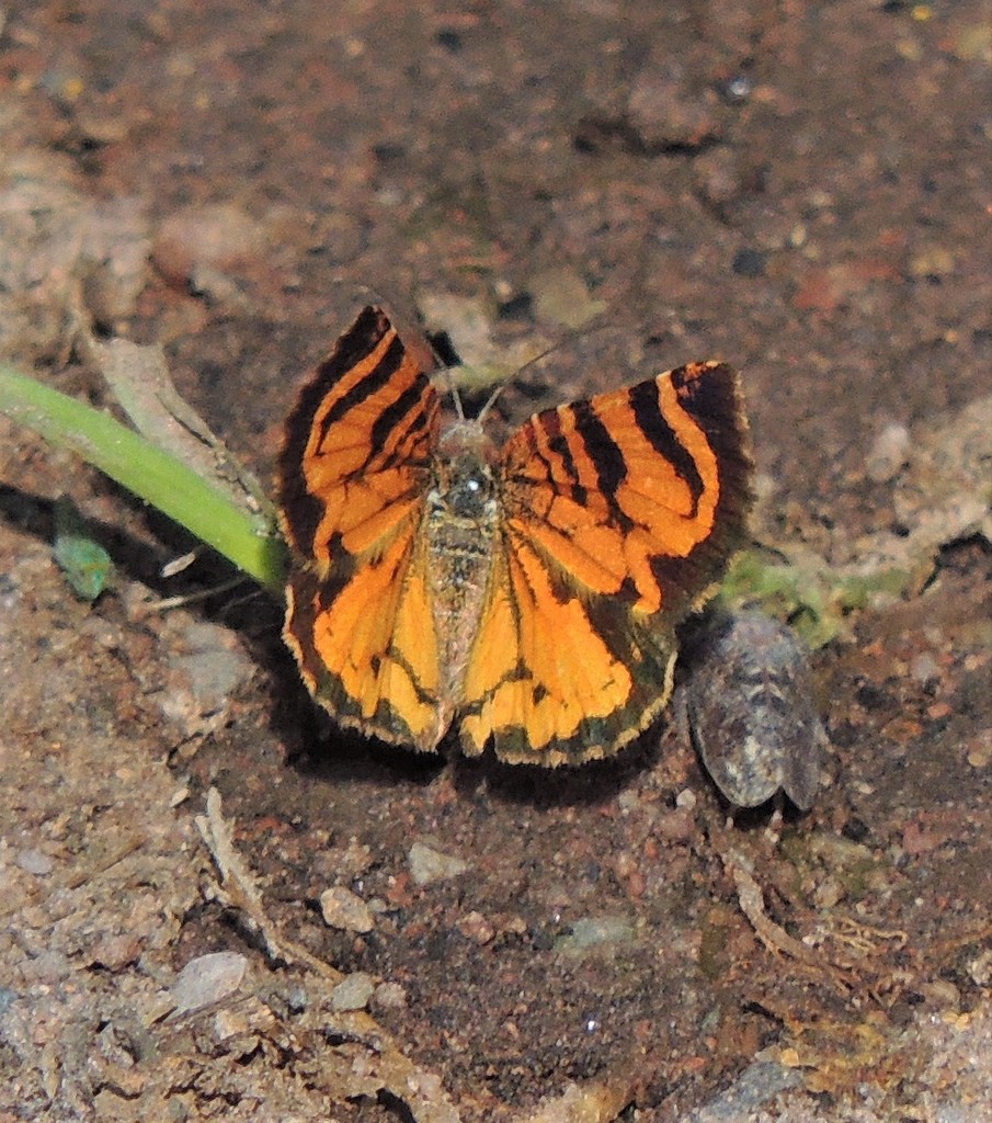 Heterusia cruciata