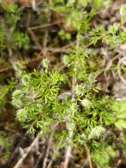 Yabea microcarpa