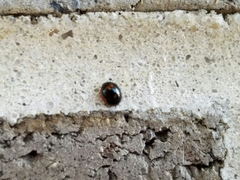 Exochomus marginipennis