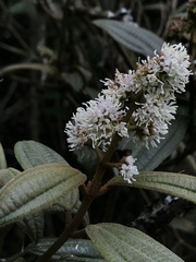 Miconia cataractae