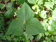 Trillium ovatum
