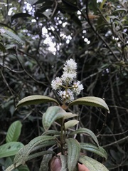 Miconia cataractae