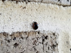 Exochomus marginipennis