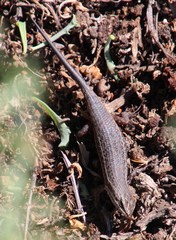 Trachylepis variegata