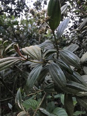Miconia cataractae