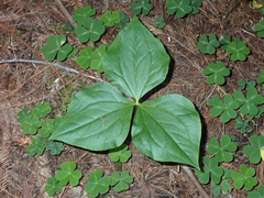 Trillium ovatum