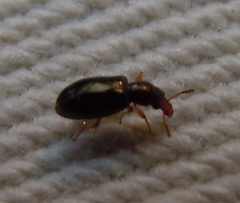 Salpingus planirostris