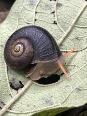 Aperostoma