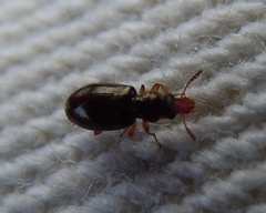 Salpingus planirostris