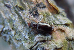 Salpingus planirostris