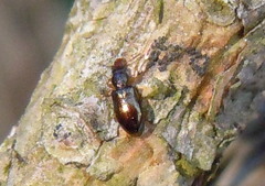 Salpingus planirostris