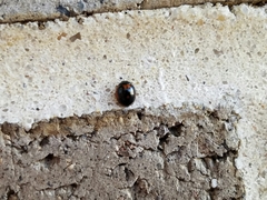 Exochomus marginipennis