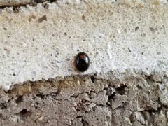 Exochomus marginipennis