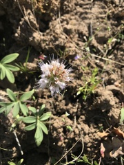 Hydrophyllum capitatum thompsonii