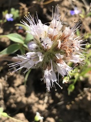 Hydrophyllum capitatum thompsonii