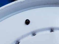 Exochomus marginipennis