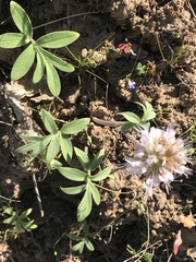 Hydrophyllum capitatum thompsonii
