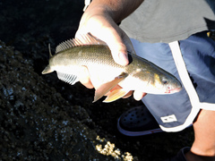 Eleginops maclovinus