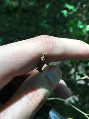 Xylosandrus compactus