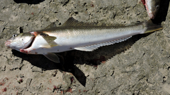 Eleginops maclovinus