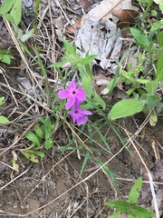 Phlox pilosa