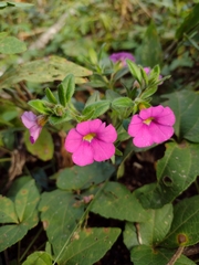 Calibrachoa linoides