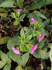 Calibrachoa linoides