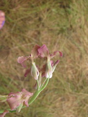 Matthiola fragrans