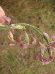 Matthiola fragrans