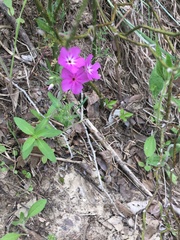 Phlox pilosa