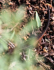 Trachylepis variegata