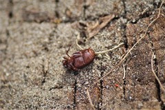 Serica atracapilla