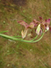 Matthiola fragrans