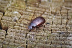 Serica atracapilla
