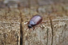 Serica atracapilla