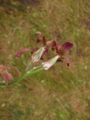 Matthiola fragrans