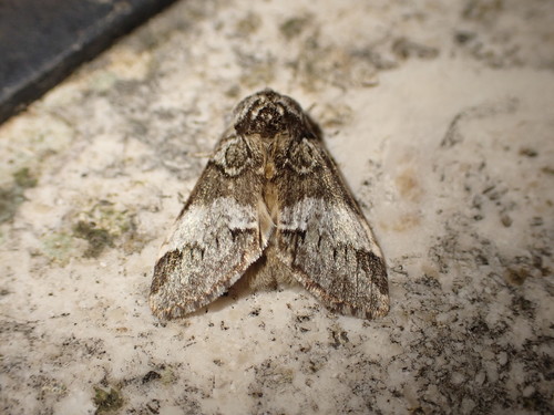 chochlatka hnedá (Drymonia dodonaea)