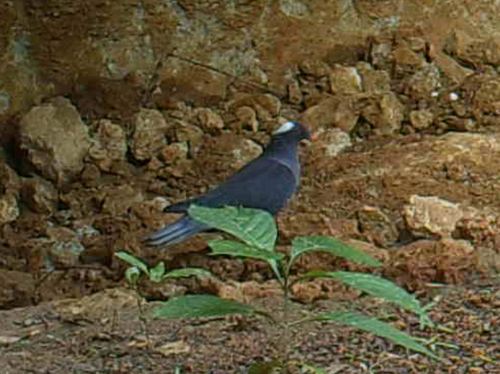 White-naped Pigeon